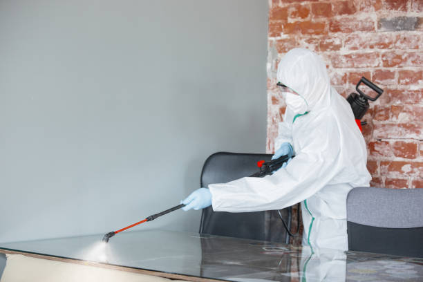 Why You Should Choose Our Mold Remediation Services in Cape Girardeau, MO